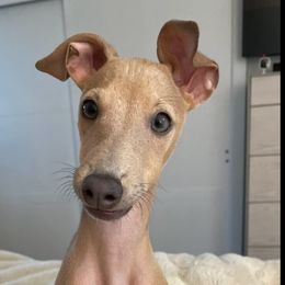 Italian Greyhounds from Birdog