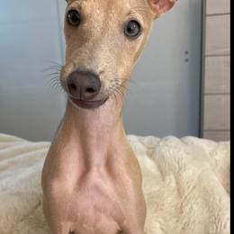 Italian Greyhounds from Birdog
