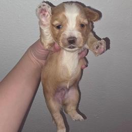 Dark Blonde Male - Gold male Yorkshire Terrier puppy in Lakeland, Florida from You Me & The Yorkies