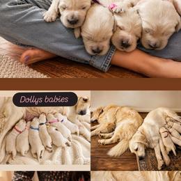 Rose - Light golden female Golden Retriever puppy in Dunlap, Tennessee from Mountain Laurel Goldens