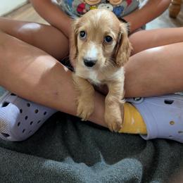 Obi Wan - Cream male Dachshund puppy in Spring Hope, North Carolina from Hogan’s Lowrider Hounds