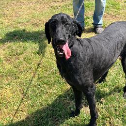 Fez and Chase - Black and white female Bernedoodle puppy in Boonville, North Carolina from Doods & Dolls