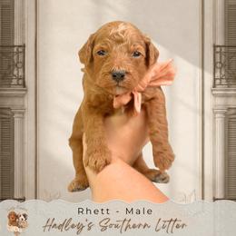 Rhett - Red  male Goldendoodle puppy in Norcross, Georgia from Teddy Puppies