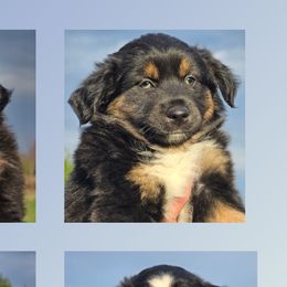 Miniature Australian Shepherds from AMY DRAKE
