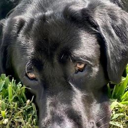 Labrador Retrievers from Fortune Labradors