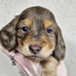Rio - Dapple male Dachshund puppy in Anaconda, Montana from Montana Country Dachshunds