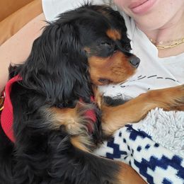 Cavalier King Charles Spaniel Puppies from Wasteland Cavaliers