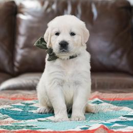 Mr. Pine - Light golden male Golden Retriever puppy in Bedford, Indiana from Indiana Goldens