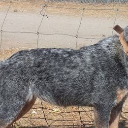 Australian Cattle Dogs and Australian Shepherds from Wild Oak Farms