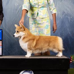 Boy 1 - male Pembroke Welsh Corgi puppy in Collinsville, Texas from Kalypso Corgis