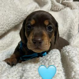 Arkansas - Chocolate and tan male Dachshund puppy in Greasy, Oklahoma from 4E Dachshunds
