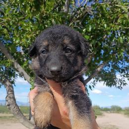 Girl 4 - Black and red female German Shepherd puppy in Cochise, Arizona from Freiheit Von Himmel  Shepherds