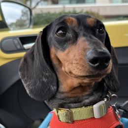 Poppy - Dachshund