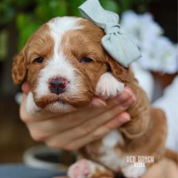 Sedona - Red  female Goldendoodle puppy in Salado, Texas from Red Ranch Dogs