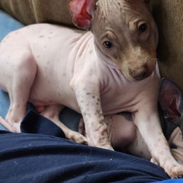 American Hairless Terriers and Miniature American Shepherds from Mapleleaf MAS & AHT