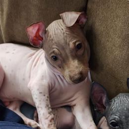 American Hairless Terriers and Miniature American Shepherds from Mapleleaf MAS & AHT