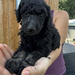 Boy 1 - Blue male Poodle puppy in Wentworth, South Dakota from PaintersPreciousPoodles