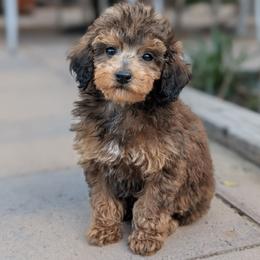Puck - Sable male Poodle puppy in Laveen, Arizona from Neely Family Poodles
