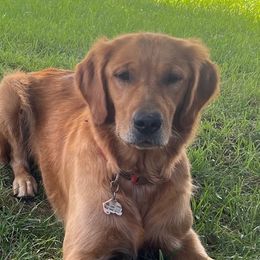 Goldendoodles and Golden Retrievers from 2 Lazy Ts Ranch