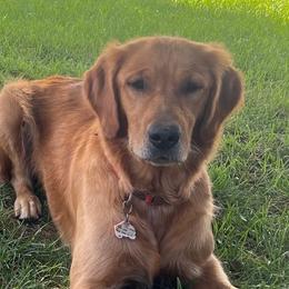 Goldendoodles and Golden Retrievers from 2 Lazy Ts Ranch