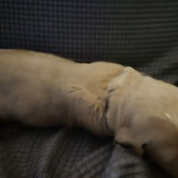 Goldendoodle Puppies from Spirited Doodles