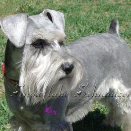 Miniature Schnauzer Puppies from Snowflake Schnauzers