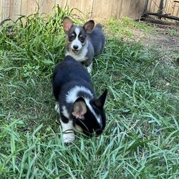 Pembroke Welsh Corgi Puppies from Newlands Insane Danes and Corgis