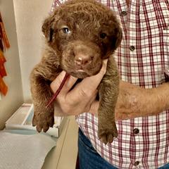 Black collar - Brown female Chesapeake Bay Retriever puppy in North Port, Florida from Whispering Oak Chesapeakes