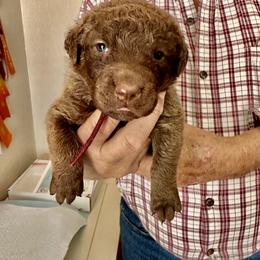 Black collar - Brown female Chesapeake Bay Retriever puppy in North Port, Florida from Whispering Oak Chesapeakes