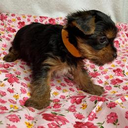 Sweetie - Black and tan female Yorkshire Terrier puppy in Clay, New York from Jill Brown