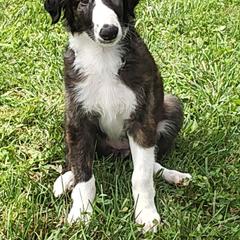 Borzoi and Samoyed Puppies from Kalabria