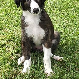 Borzoi and Samoyed Puppies from Kalabria