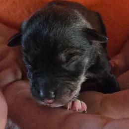 Patrick - Salt and pepper male Miniature Schnauzer puppy in Elgin, Iowa from Firefly Stables
