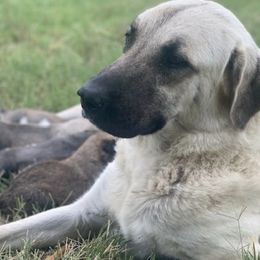 Anatolian Shepherd Dogs from Duncan Creek Farm