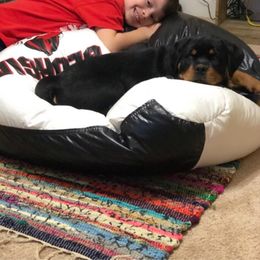Rottweiler Puppies from Bronx Von Bridges Rottweilers