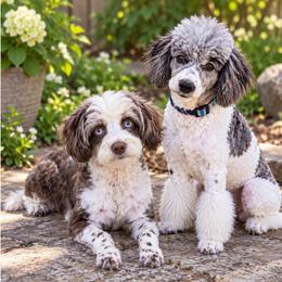 Aussiedoodle puppies from North Idaho Miniature Aussiedoodles