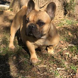 French Bulldog Puppies from Oregon Frenchie Paradise