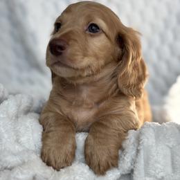 Dachshund Puppies from Dash of Love