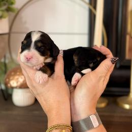 Amethyst- purple collar - Tri-color female Bernedoodle puppy in Salt Lake County, Utah from Coco Avenue Pups