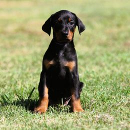 Melisandre - Black and rust female Doberman Pinscher puppy in Rockwall, Texas from Elitehaus