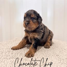 Chocolate chip - Merle male Goldendoodle puppy in Burleson, Texas from Kendall’s Kennel