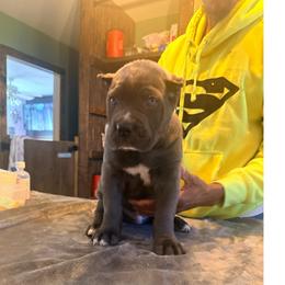 Gypsy - Gray female Cane Corso puppy in Waxahachie, Texas from A&M Kennels