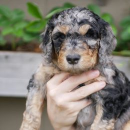 Turquoise Collar - Merle Goldendoodle puppy in Lakewood, Washington from Grit City Goldendoodles