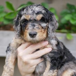 Turquoise Collar - Merle Goldendoodle puppy in Lakewood, Washington from Grit City Goldendoodles