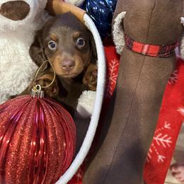 Rocket-Frank - grey - Chocolate and tan male Dachshund puppy in Pittsburg, California from Super Hero Dachshunds
