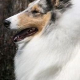 Collies from Clarion Collies