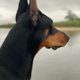 Doberman Pinscher Puppies from Ocean’s Breeze Doberman Pinschers
