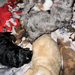 Aussiedoodle, Australian Mountain Doodle, Bernedoodle, Cavapoo, and Goldendoodle Puppies from CocoLove Doodles