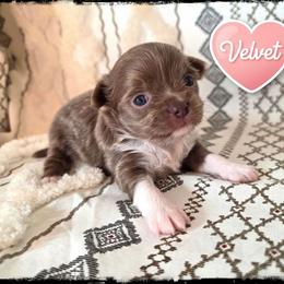 Velvet - Chocolate blue female Chihuahua puppy in Demorest, Georgia from Sourpatch Chihuahuas