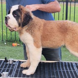 Saint Bernard Puppies from Dementhon Saint Bernards